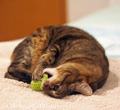 Viola's new favorite soft toy © Colehauscats.com