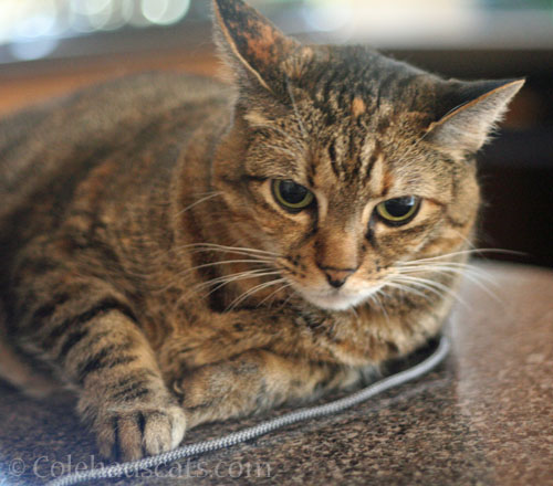 Viola, sans cone © Colehauscats.com