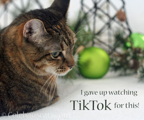 Viola, Christmas 2025 © Colehauscats.com