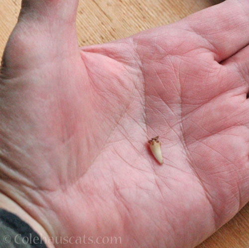 Viola right side canine tooth © Colehauscats.com