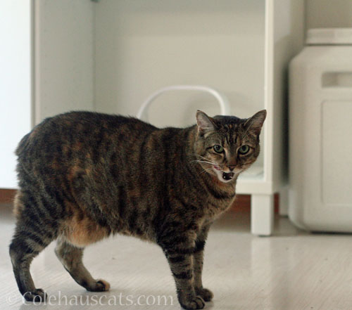 Viola and her toofies © Colehauscats.com