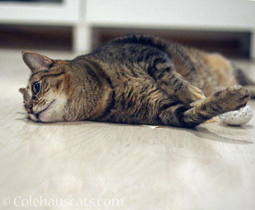 Viola and toy © Colehauscats.com