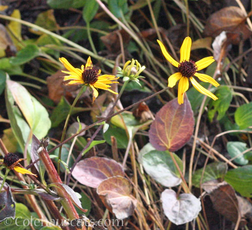 Brown/Black eyed Susan, winter 2025 © Colehauscats.com