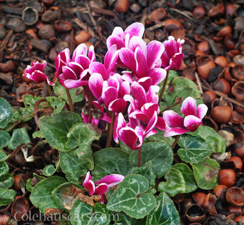 Mom's Cyclamen, winter 2025 © Colehauscats.com