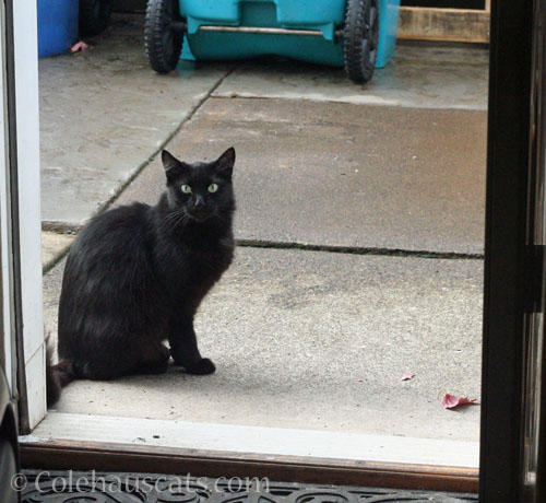 Neighborhood visitor KeeKee, winter 2025 © Colehauscats.com