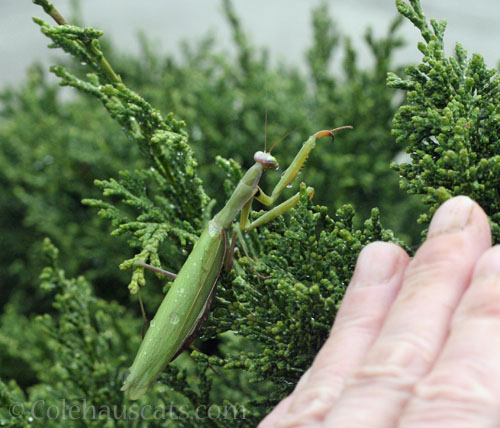 Visiting Praying Mantis, mid December 2025 © Colehauscats.com
