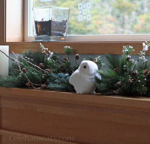 Snowy Owl guards the greenery, 2025 © Colehauscats.com