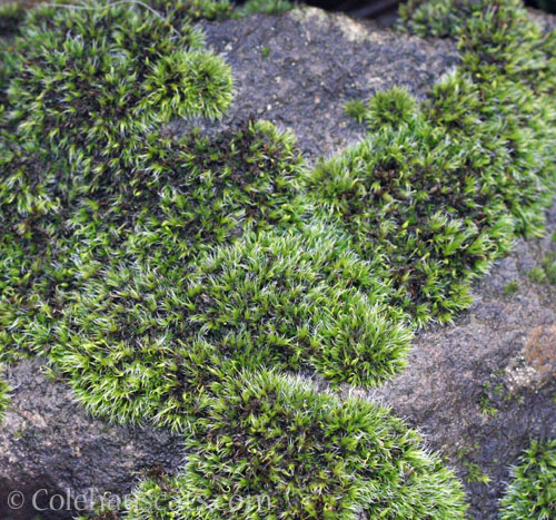 Moss, winter 2025 © Colehauscats.com