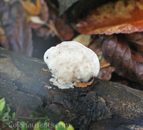 Mushroom on old log, winter 2025 © Colehauscats.com