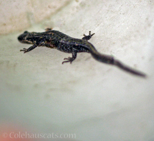 Visiting newt, late December 2025 © Colehauscats.com