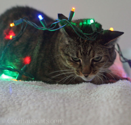 Clearly, not a lights kind of girl, 2025 © Colehauscats.com