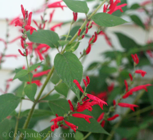 Pineapple Sage Salvia, winter 2025 © Colehauscats.com