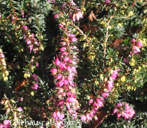 Pink Heather, winter 2025 © Colehauscats.com