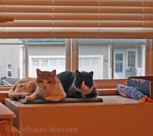 Quint and Tessa "share" a window-side warming mat © Colehauscats.com