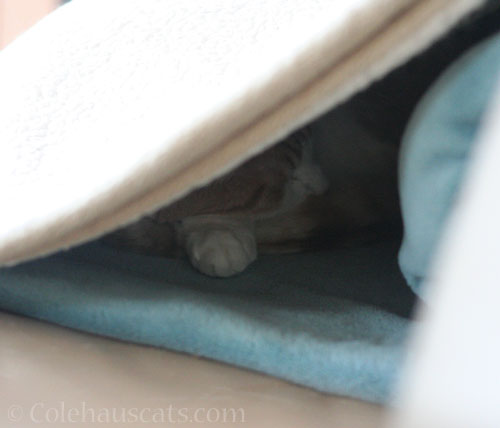 Quint's true agenda © Colehauscats.com