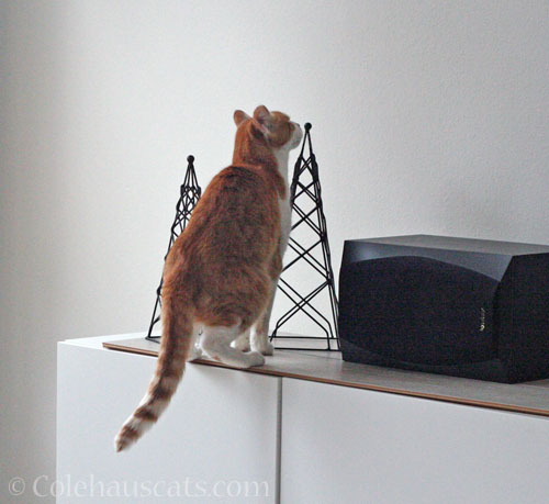 Quint inspects old holiday decor © Colehauscats.com