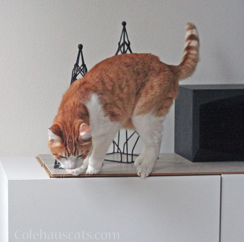 Quint's opinion on old holiday decor © Colehauscats.com