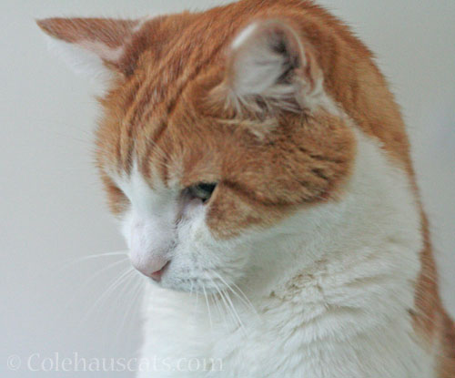 Quint questioning stretches © Colehauscats.com