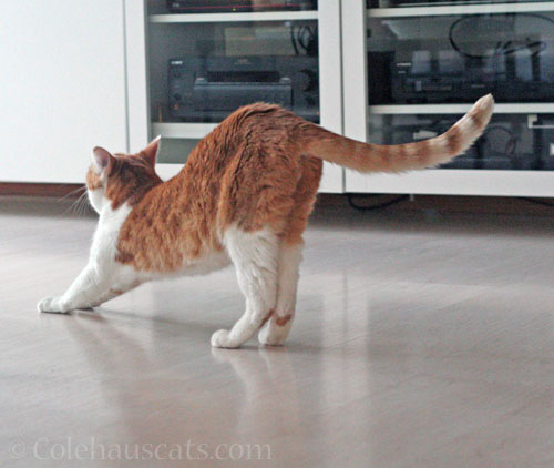 Quint's morning stretch © Colehauscats.com