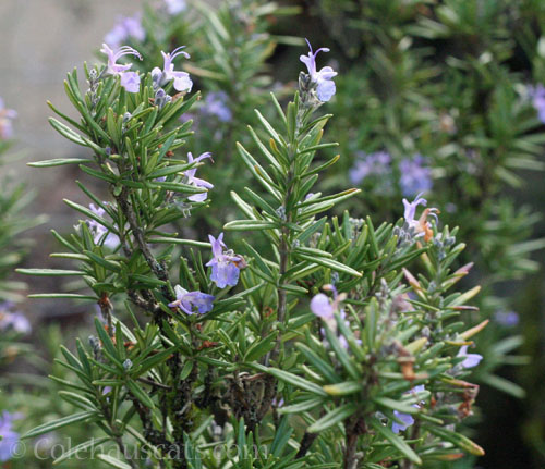 Potted Rosemary, winter 2025 © Colehauscats.com