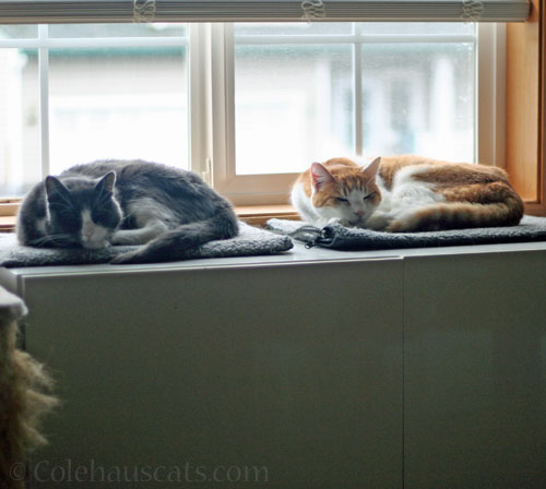Tessa and Quint on window-side warm mats © Colehauscats.com