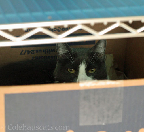 Tessa found the crinkle paper box © Colehauscats.com