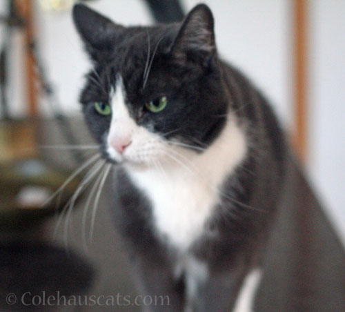 Tessa detects a fib © Colehauscats.com