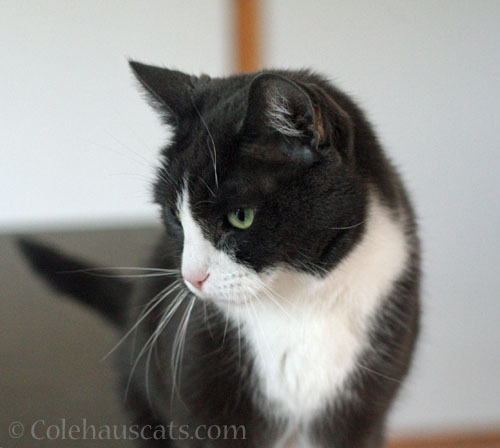 Tessa disappointed © Colehauscats.com
