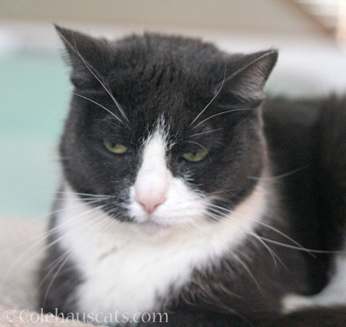 Why so grumpy Tessa? © Colehauscats.com