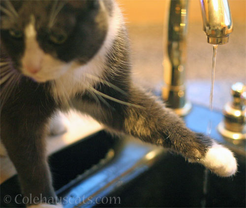 Tessa's faucet drinking procedure, step 1: Paw under water © Colehauscats.com