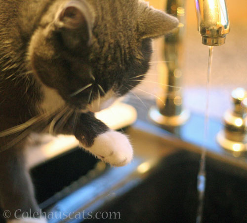 Step 2: Slurp water off paw © Colehauscats.com