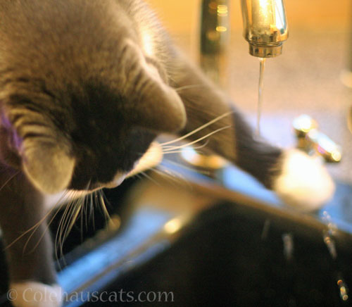 Step 3: Slurp and repeat © Colehauscats.com