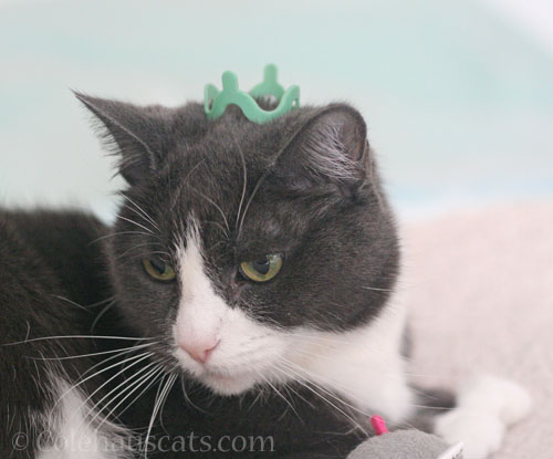 Princess Tessa © Colehauscats.com