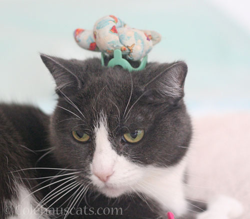 Princess Knothead Tessa © Colehauscats.com