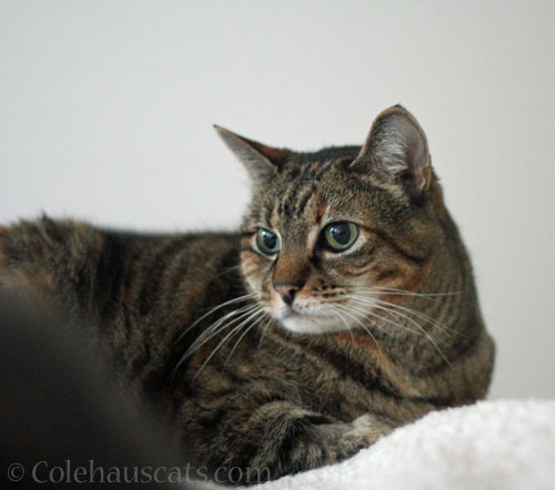 Cute Viola with favorite Tooth Fairy toy nearby © Colehauscats.com