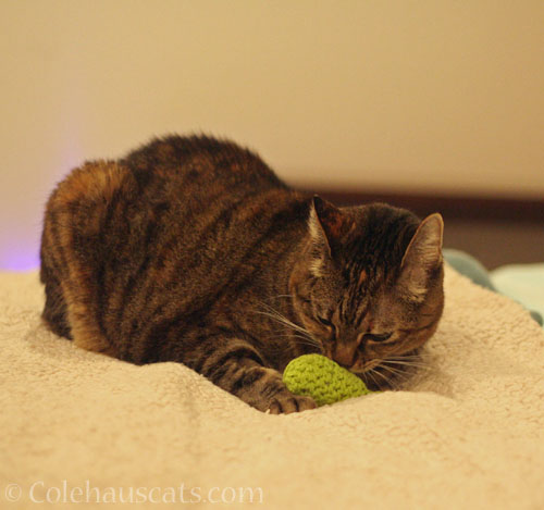 Viola with favorite Tooth Fairy toy © Colehauscats.com