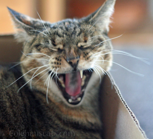 Viola singing in the new year, 2026 © Colehauscats.com