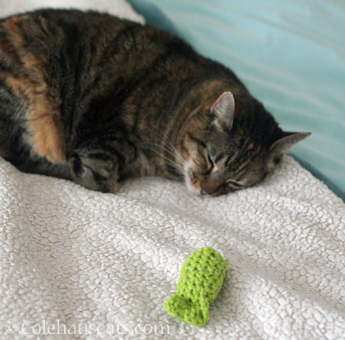Viola napping with favorite Tooth Fairy toy © Colehauscats.com