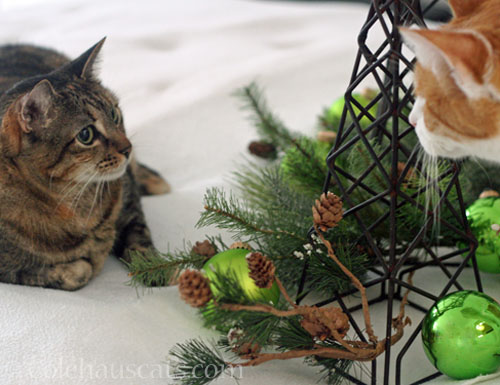 Viola and Quint discuss Christmas, 2025 © Colehauscats.com