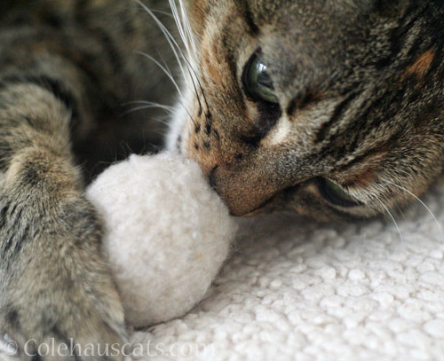 Viola sniffs a puff toy © Colehauscats.com