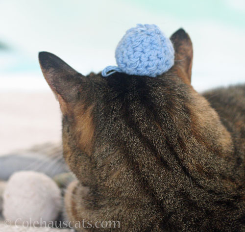 Viola Blueberry head © Colehauscats.com