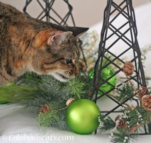 Eating the holiday props, 2025 © Colehauscats.com