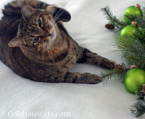 It's a Christmas itch, 2025 © Colehauscats.com