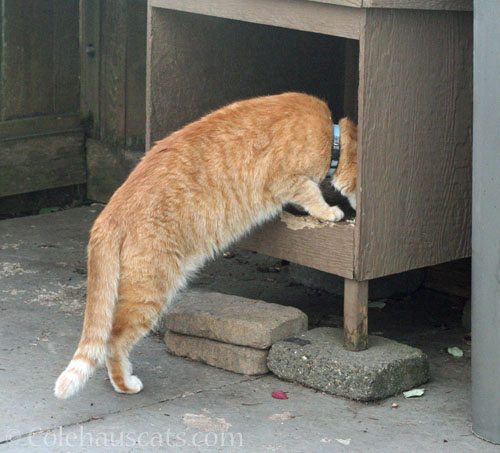 Neighborhood visitor Zerbe, winter 2025 © Colehauscats.com