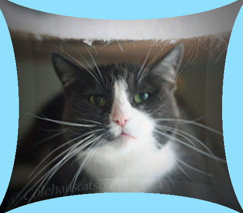 Blue Tessa © Colehauscats.com