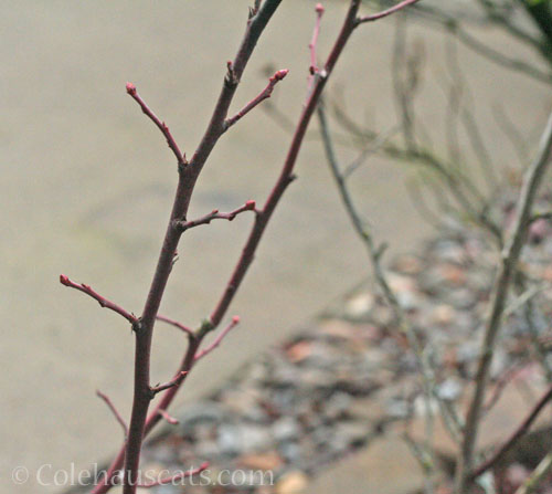 Blueberry buds, February 2026 © Colehauscats.com