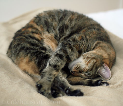 Viola © Colehauscats.com