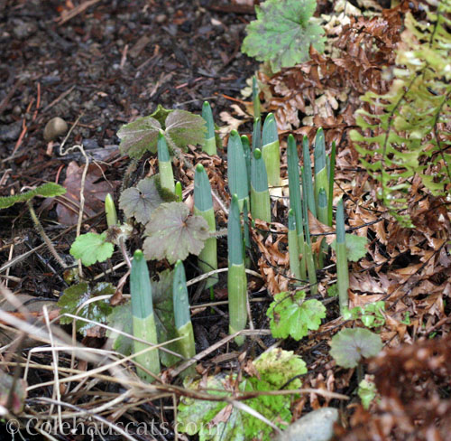 Daffodils, February 2026 © Colehauscats.com