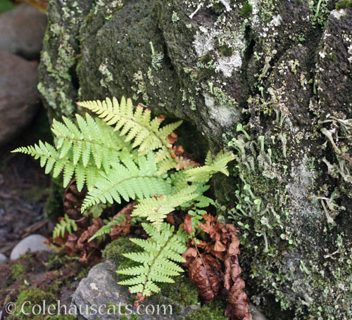 Ferns and lichen on mossy rocks © Colehauscats.com