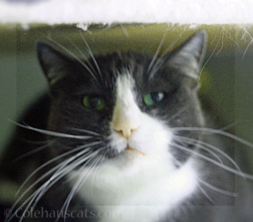 Green Tessa © Colehauscats.com